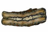 Mammoth Molar Slice With Case - South Carolina #106490-1